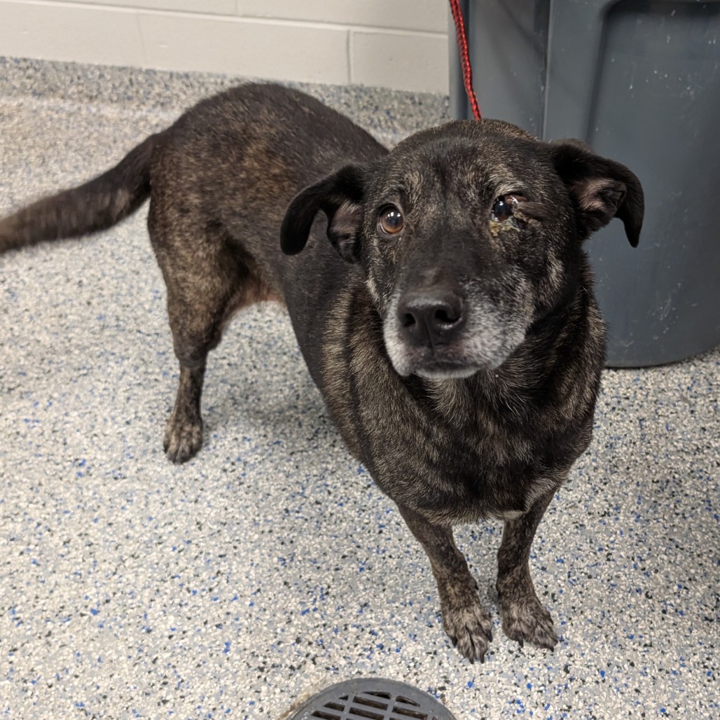 Shelter Stray Male Dog last seen , 328 Furman Hall Rd, Greenville, SC 29609, USA
