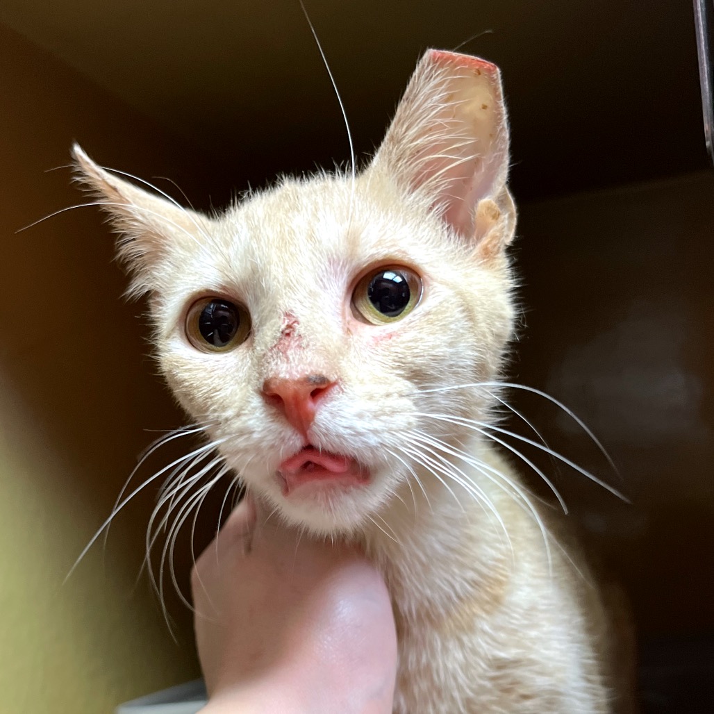 Shelter Stray Male Cat last seen , Animal Care & Control Team of Philly, 111 W Hunting Park Ave, Philadelphia, PA 19140, USA