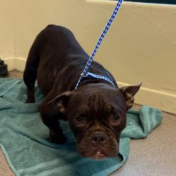 Shelter Stray Female Dog last seen , 361 S Raymond Ave, Pasadena, CA 91105, USA