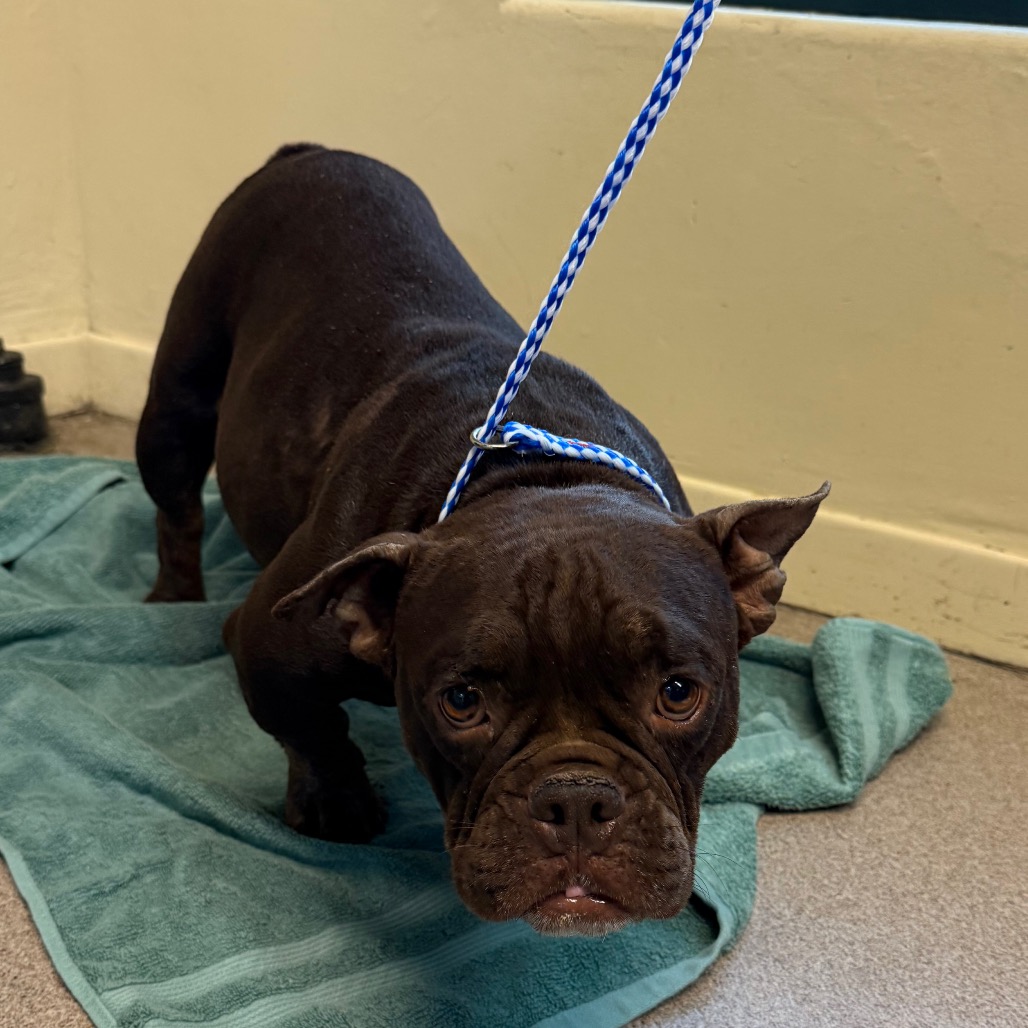 Shelter Stray Female Dog last seen , 361 S Raymond Ave, Pasadena, CA 91105, USA