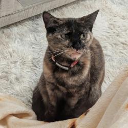 Shelter Stray Female Cat last seen , 361 S Raymond Ave, Pasadena, CA 91105, USA