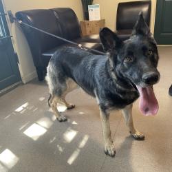 Shelter Stray Female Dog last seen , 361 S Raymond Ave, Pasadena, CA 91105, USA