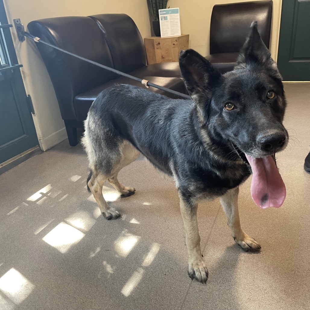 Shelter Stray Female Dog last seen , 361 S Raymond Ave, Pasadena, CA 91105, USA