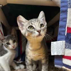 Shelter Stray Male Cat last seen , 361 S Raymond Ave, Pasadena, CA 91105, USA