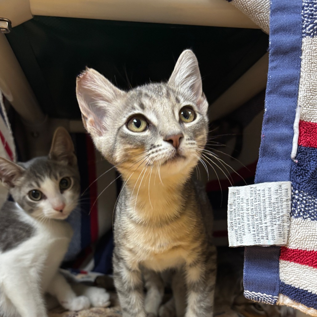 Shelter Stray Male Cat last seen , 361 S Raymond Ave, Pasadena, CA 91105, USA