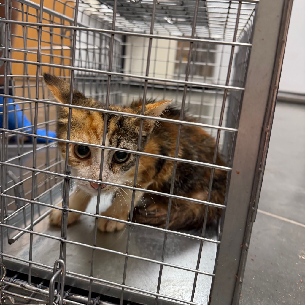 Shelter Stray Unknown Cat last seen , 3100 Deats Rd, Dickinson, TX 77539, USA