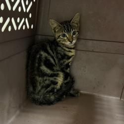 Shelter Stray Unknown Cat last seen , 3100 Deats Rd, Dickinson, TX 77539, USA