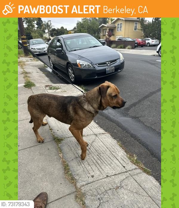 Found/Stray Male Dog last seen at the Berkeley Animal Care Services, 1 Bolivar Drive, Berkeley, tel., Berkeley, CA 94710