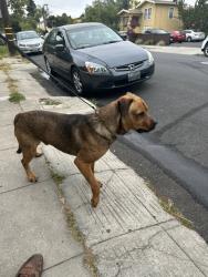 Found/Stray Male Dog last seen at the Berkeley Animal Care Services, 1 Bolivar Drive, Berkeley, tel., Berkeley, CA 94710
