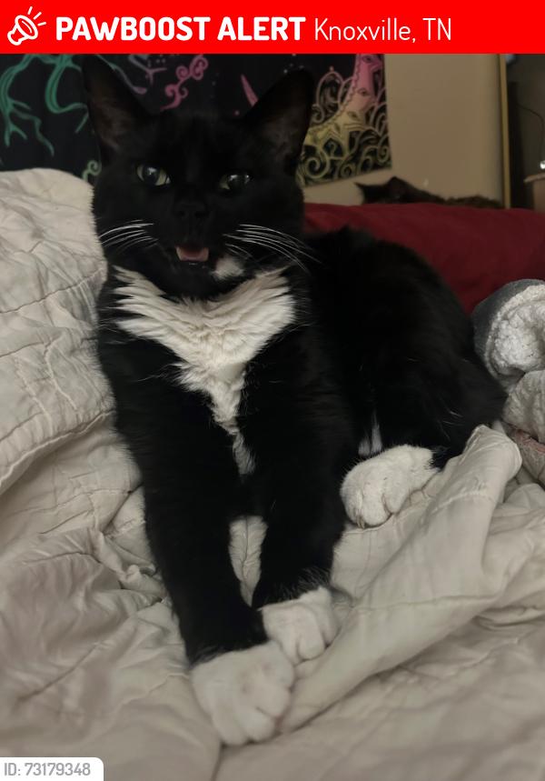 Lost Female Cat last seen robinson rd/richland colony, Knoxville, TN 37923