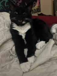 Lost Female Cat last seen robinson rd/richland colony, Knoxville, TN 37923