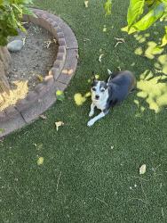 Found/Stray Female Dog last seen Erin ave and West Elcamino ave, Sacramento County, CA 95833