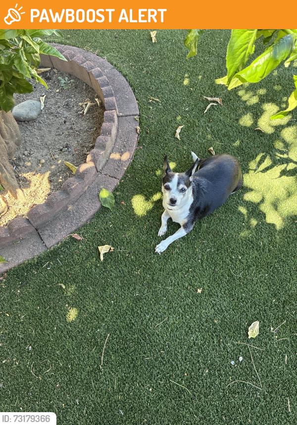 Found/Stray Female Dog last seen Erin ave and West Elcamino ave, Sacramento County, CA 95833