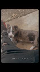 Lost Male Dog last seen Reck Road & Pinecone, Little Rock, AR 72209