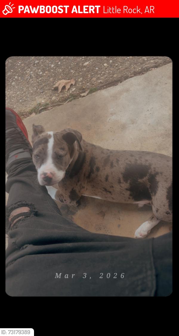 Lost Male Dog last seen Reck Road & Pinecone, Little Rock, AR 72209