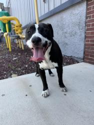 Found/Stray Male Dog last seen AZEK facility, Scranton, PA 18505