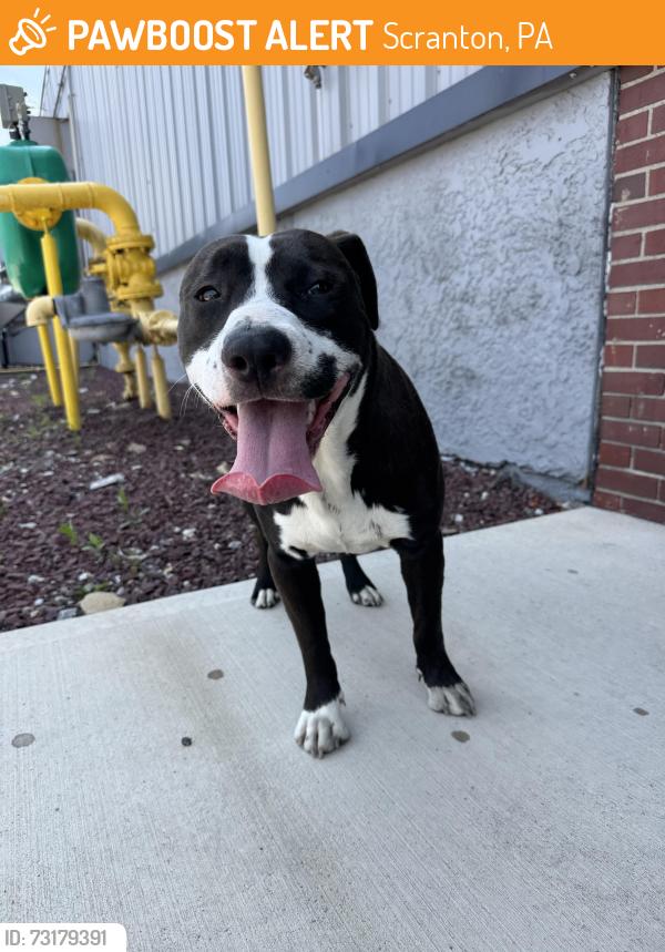 Found/Stray Male Dog last seen AZEK facility, Scranton, PA 18505