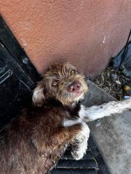 Found/Stray Male Dog last seen Baseline & Mount Vernon SAN BERNARDINO CA, San Bernardino, CA 92411