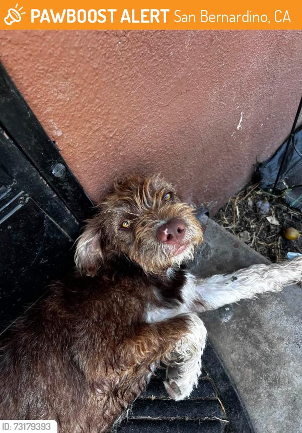 Found/Stray Male Dog last seen Baseline & Mount Vernon SAN BERNARDINO CA, San Bernardino, CA 92411