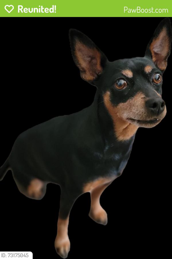 Reunited Female Dog last seen Manor library, San Leandro, CA 94579