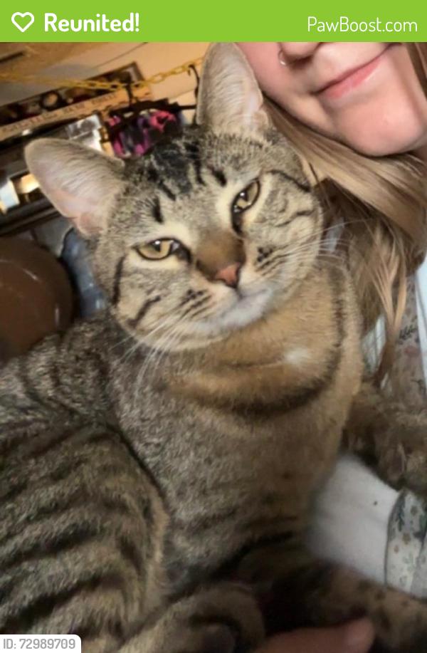 Reunited Male Cat last seen montview blvd and sable, Aurora, CO 80011