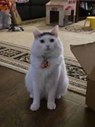 Lost Female Cat last seen SE 153rd Dr, Clackamas, Clackamas, OR 97015