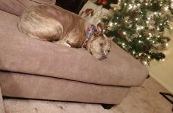 Reunited Female Dog last seen South Shelby Street, Louisville, KY 40217