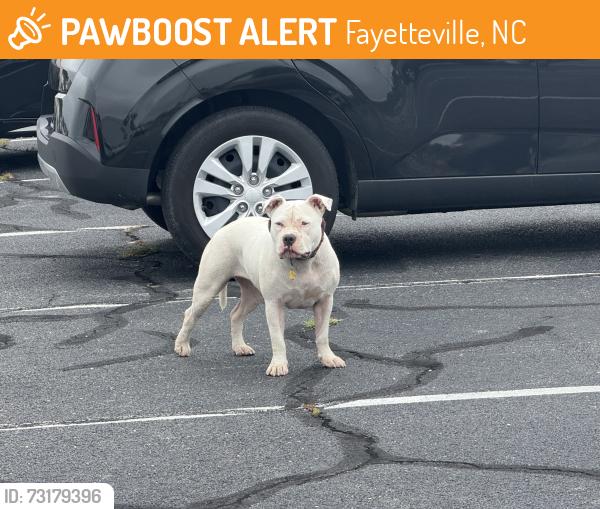 Found/Stray Female Dog last seen Post office parking lot on Downing Rd, Fayetteville, NC 28312