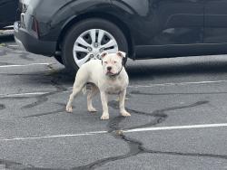 Found/Stray Female Dog last seen Post office parking lot on Downing Rd, Fayetteville, NC 28312
