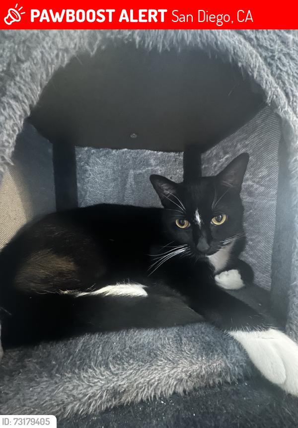 Lost Male Cat last seen Corner of Hydra Ln near Andromeda, San Diego, CA 92126