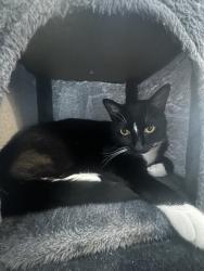 Lost Male Cat last seen Corner of Hydra Ln near Andromeda, San Diego, CA 92126