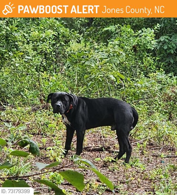 Found/Stray Male Dog last seen Simmons Bluff and Oak Grove, Jones County, NC 28585