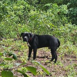 Found/Stray Male Dog last seen Simmons Bluff and Oak Grove, Jones County, NC 28585