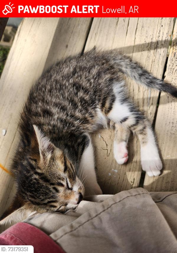 Lost Female Cat last seen Some neighbors on Delight drive said they saw the kitty wandering around on the 23rd, Lowell, AR 72745