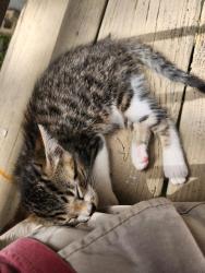 Lost Female Cat last seen Some neighbors on Delight drive said they saw the kitty wandering around on the 23rd, Lowell, AR 72745