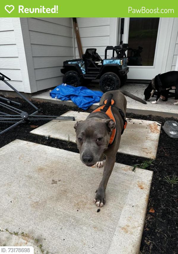 Reunited Unknown Dog last seen Tigerville Rd & Old Mill Rd, Greenville County, SC 29690