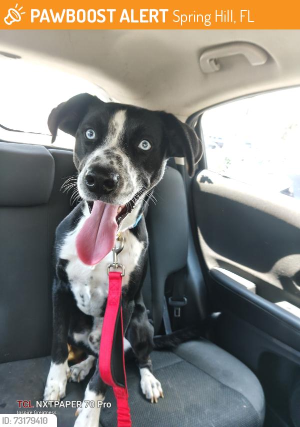 Found/Stray Male Dog last seen Sterling hills blvd, Spring Hill, FL 34609
