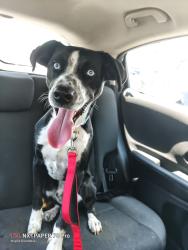 Found/Stray Male Dog last seen Sterling hills blvd, Spring Hill, FL 34609