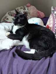 Reunited Male Cat last seen Pinemoor Way & College Green Dr, Houston, TX 77058