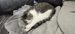 Lost Male Cat last seen Desourdi, Carignan, QC J3L 0Z5