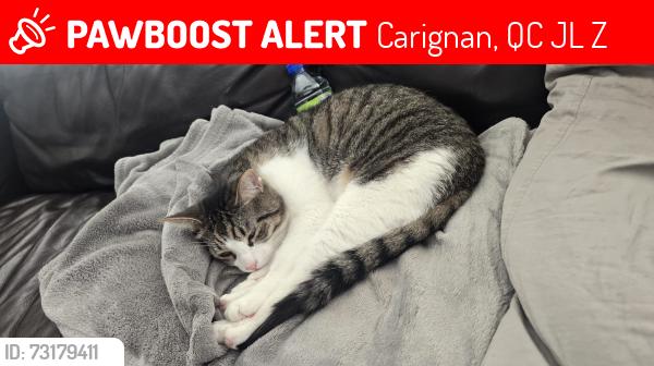 Lost Male Cat last seen Desourdi, Carignan, QC J3L 0Z5