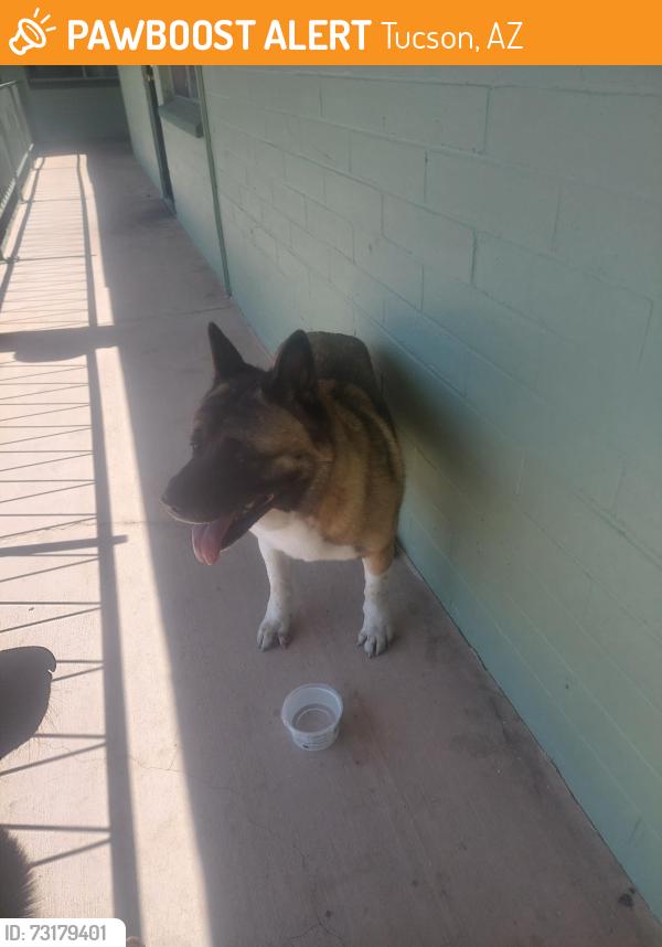 Found/Stray Female Dog last seen By craycroft, Tucson, AZ 85711