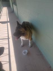 Found/Stray Female Dog last seen By craycroft, Tucson, AZ 85711