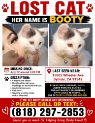 Lost Female Cat last seen Wheeler and tyler, Los Angeles, CA 91342