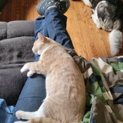 Reunited Male Cat last seen Near Scaffold Way, Odenton, MD 21113, USA, Odenton, MD 21113
