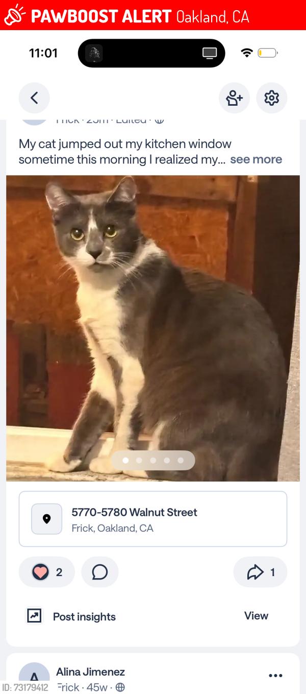 Lost Male Cat last seen Walnut & Mason Street, Oakland, CA 94605