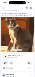 Lost Male Cat last seen Walnut & Mason Street, Oakland, CA 94605