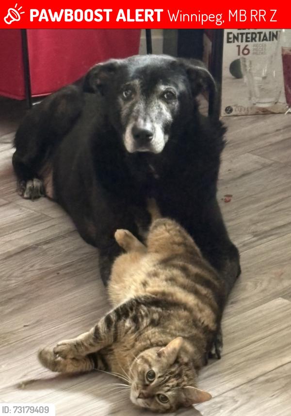 Lost Male Dog last seen Near forest cove dr, Winnipeg, MB R2R 1Z6