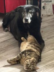 Lost Male Dog last seen Near forest cove dr, Winnipeg, MB R2R 1Z6