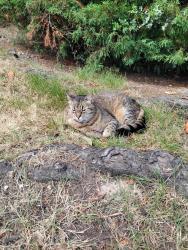 Found/Stray Unknown Cat last seen 75th and Evergreen, Everett, WA 98203